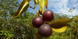 Camu-camu : le nouveau fruit anti obesite 
