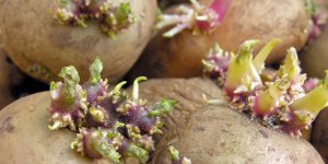 Pomme de terre : peut-on la manger quand elle est verte ou germee ? 
