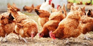 Grippe aviaire : le risque pour l-homme