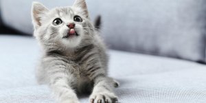 Encephalite du chat : les traitements