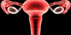Combien de temps dure l-ovulation ?