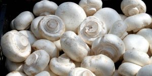 Manger des champignons aiderait a reduire le declin cognitif