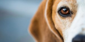 Cataracte congenitale chez le chien : les symptomes
