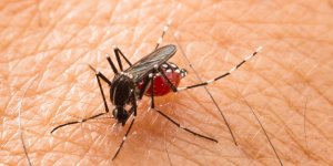 Piqure de moustique-tigre : les signes a reconnaitre en cas d-allergie !
