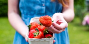 Manger des fraises ameliore les capacites cognitives