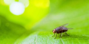 Morsure : quelle est cette mouche noire qui frappe en Espagne ?