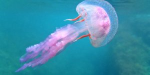 Allergie aux piqures de meduse : les symptomes