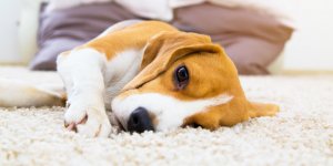 Gastrite du chien : les symptomes