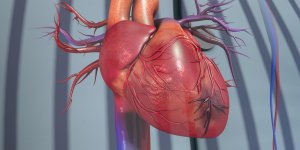 Artere coronaire bouchee : un risque d-infarctus