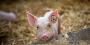 Peste porcine africaine : l’epidemie sur le point d’exploser