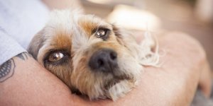 Epilepsie : les chiens pourraient flairer les crises grace a leur odeur particuliere