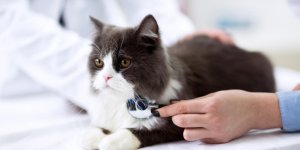Chat malade : combien coute une consultation chez le veterinaire ?