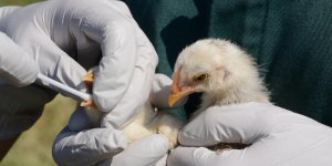 Grippe aviaire : le traitement aux antiviraux