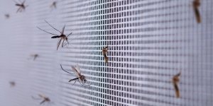 Moustiques : une moustiquaire qui protege aussi de la chaleur 