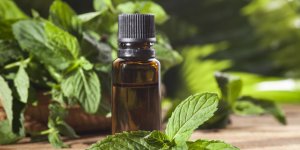Grossesse et forte migraine : l-huile essentielle de menthe poivree comme remede