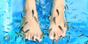 Fish Pedicure : une femme de 29 ans perd ses orteils apres une seance