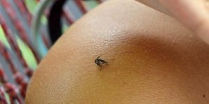 Piqures d-insectes : comment les eviter en ete ?