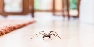 Araignees : 8 remedes naturels pour les faire fuir de la maison