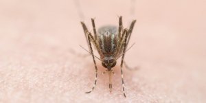 Allergie aux moustiques : 3 symptomes