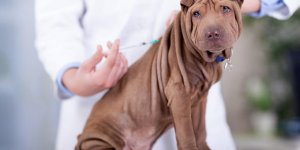 Quels vaccins faire a son chien ?