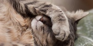 25 signes qui montrent que votre chat ne va pas bien