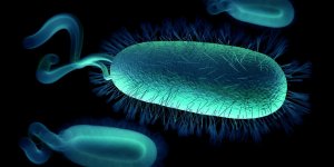 Helicobacter pylori et ulcere : le test Helikit