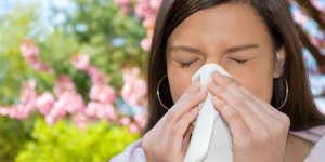 Remede naturel contre la grippe : une inhalation de niaouli