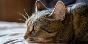 Maladie du chat : les symptomes de l-insuffisance cardiaque