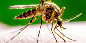Moustiques : les humains attirent les especes les plus dangereuses