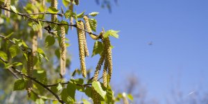 Pollen de bouleau : un risque eleve d’allergie en Bourgogne-Franche-Compte 