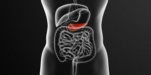 Pancreas : son role dans la digestion