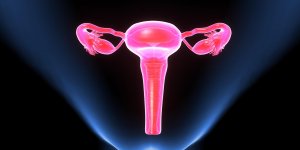 Penis, vagin, ovaires : les details de l-appareil reproducteur