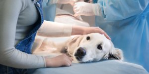 Gastrite du chien : les traitements