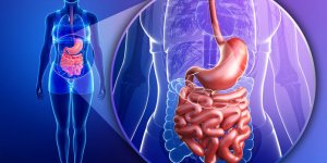 Estomac : quel est son role dans le systeme digestif ?
