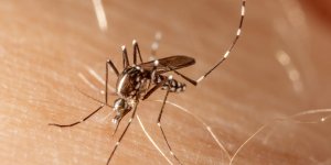 Moustique tigre : un cas de dengue dans le Var