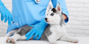 Rage : faire vacciner son chien est-il obligatoire ?