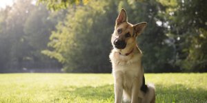 Diarrhee chez le chien : quand consulter un veterinaire ?