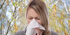 Allergie au pollen de bouleau : les mois les plus a risque