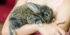 Caecotrophes du lapin : qu-est-ce que c-est ?