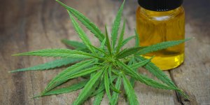 Addiction au cannabis : qu-est-ce que le THC ?