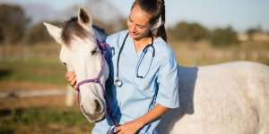 Leptospirose chez le cheval : est-ce contagieux pour l-homme ?
