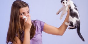 Asthme allergique lie au chat : une desensibilisation possible ?