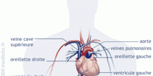 L’appareil cardio-circulatoire