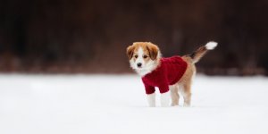 Froid : faut-il mettre un manteau a son chien avant de sortir ?