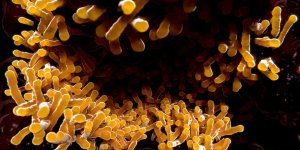 Vaccin de la tuberculose : contre quelle bacterie protege-t-il ?