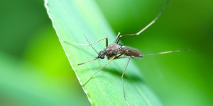 Alerte : certains moustiques provoquent des infections au cerveau mortelles 