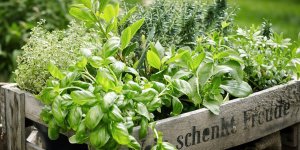 5 herbes aromatiques a faire pousser chez soi (et leurs bienfaits)