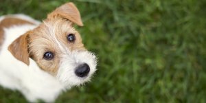 Chien : la race d’un chien ne predit pas son risque de morsure
