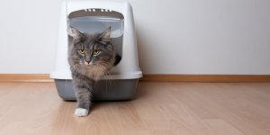 Litiere pour chat : 4 dangers insoupconnes