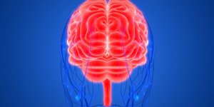 Comment reparer une malformation arterio-veineuse dans le cerveau : les images au bloc